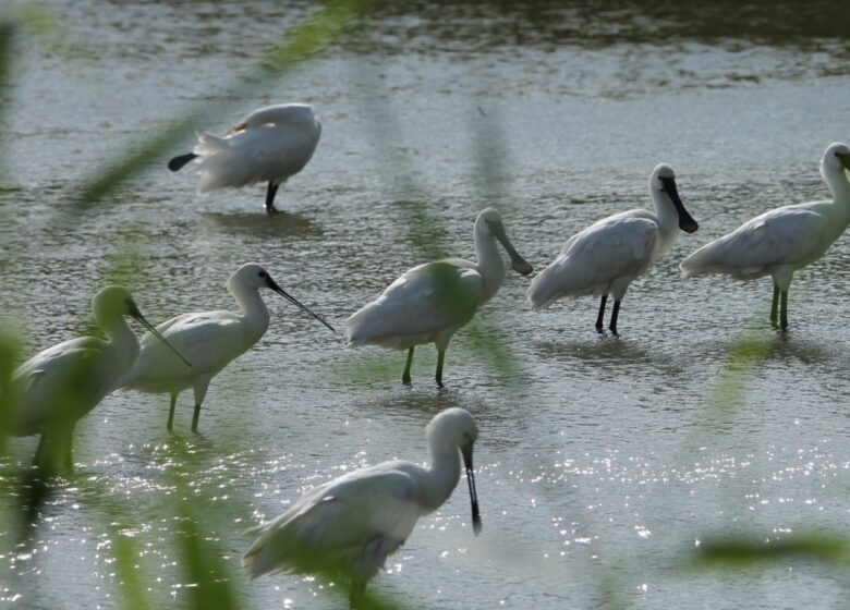 Vernattingsmaatregelen Oostvaardersplassen, terecht aangemerkt als beheermaatregelen
